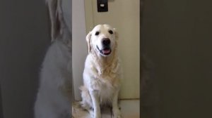 Золотистый Ретривер возмущается