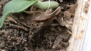 Тыква выращивание и уход в открытом грунте.Как прорастить тыкву.Саженцы тыквы