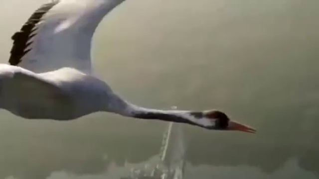 Лиза Кукоева. Суьйгеним. смотреть онлайн