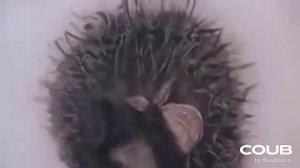 Ёжик в тумане.mp4