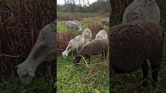 спасибо каждому.... смотреть онлайн