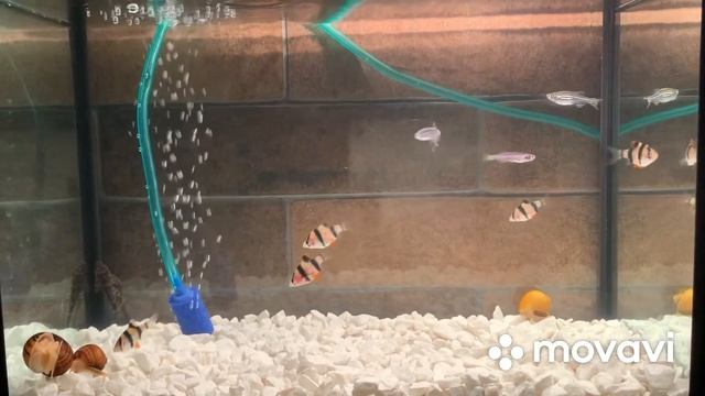 Аквариум за час! 15 литров счастья! смотреть онлайн