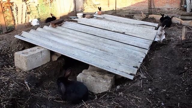Кролики в вольере Недостаток Rabbits in the aviary, problems смотреть онлайн