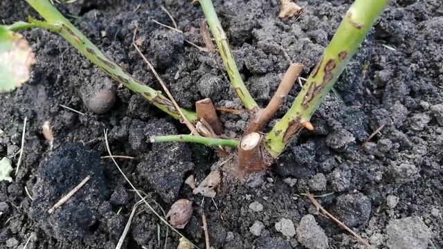 Как отличить розу от шиповника. #моишестьсоток#хештег смотреть онлайн