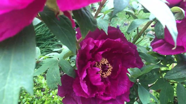 Shimadaijin Tree Peony смотреть онлайн