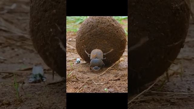 Жук навозник и лягушки смотреть онлайн