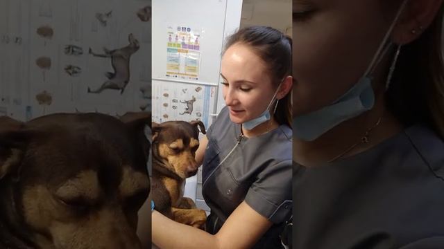 Кости для собак- это зло! Сделали клизму ??? смотреть онлайн