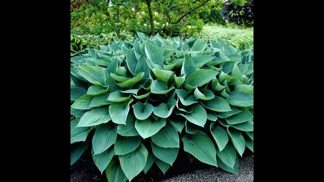 ХОСТА, выращивание, уход и подкормки смотреть онлайн