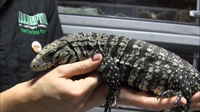 Large Black and White Argentine Tegu смотреть онлайн