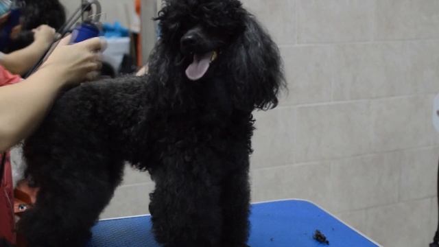 Груминг пуделя, стрижка пуделя, чистка ушей пуделю, стрижка когтей, груминг собак смотреть онлайн