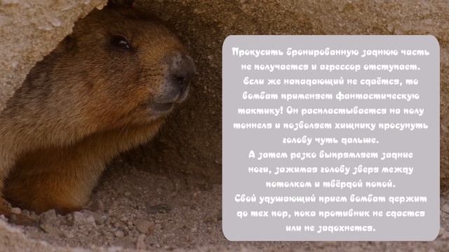 Милее котиков? Вомбат и его уникальные качества..  Wombat And Its Unique Qualities..
