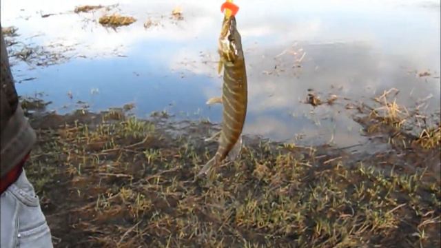 Видеонарезка. Рыболовные моменты "весна-лето 2013" смотреть онлайн