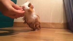 ДРЕССИРОВКА МОРСКОЙ СВИНКИ