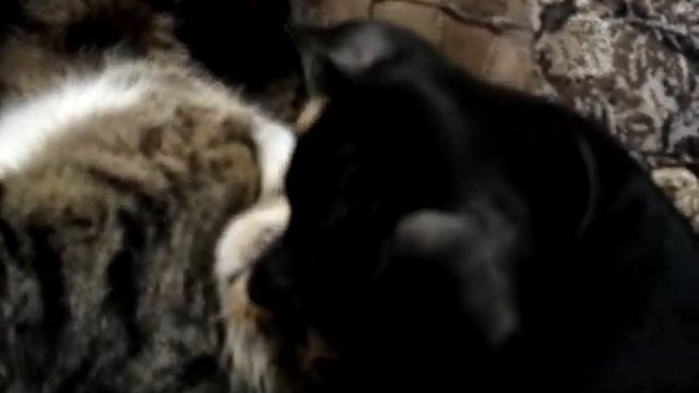 ВасЁ и ТарасЁ 13 авг 2012 смотреть онлайн