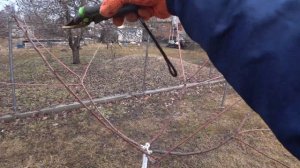 Обрезка Черешни на 3 год ФОРМИРУЕМ ЧАШУ