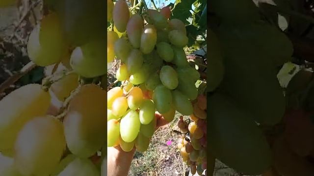 Виноград. Г.ф. Диксон. Днепр обл. смотреть онлайн