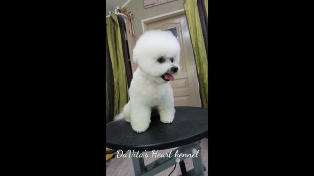 Стрижка в стиле БУ для бишона Були, июнь 2020 г. смотреть онлайн