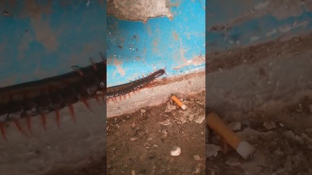 Скалапендрия крымская длинной 15 см. существо увиденное в первые. смотреть онлайн