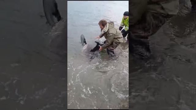 Охинцы выпускают в море акулу