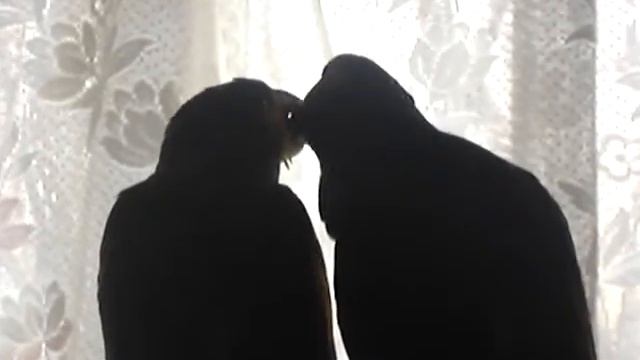 Амазоны - французский поцелуй :) смотреть онлайн