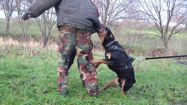 Дрессировка ротвейлера на охрану. http://dogclass.ru/ и http://stopvrag.ru смотреть онлайн