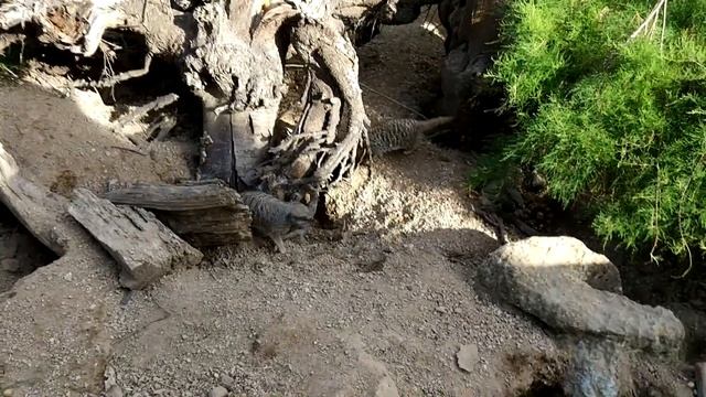 [ Trip #4 ] ZSL London Zoo - England is My city.... смотреть онлайн