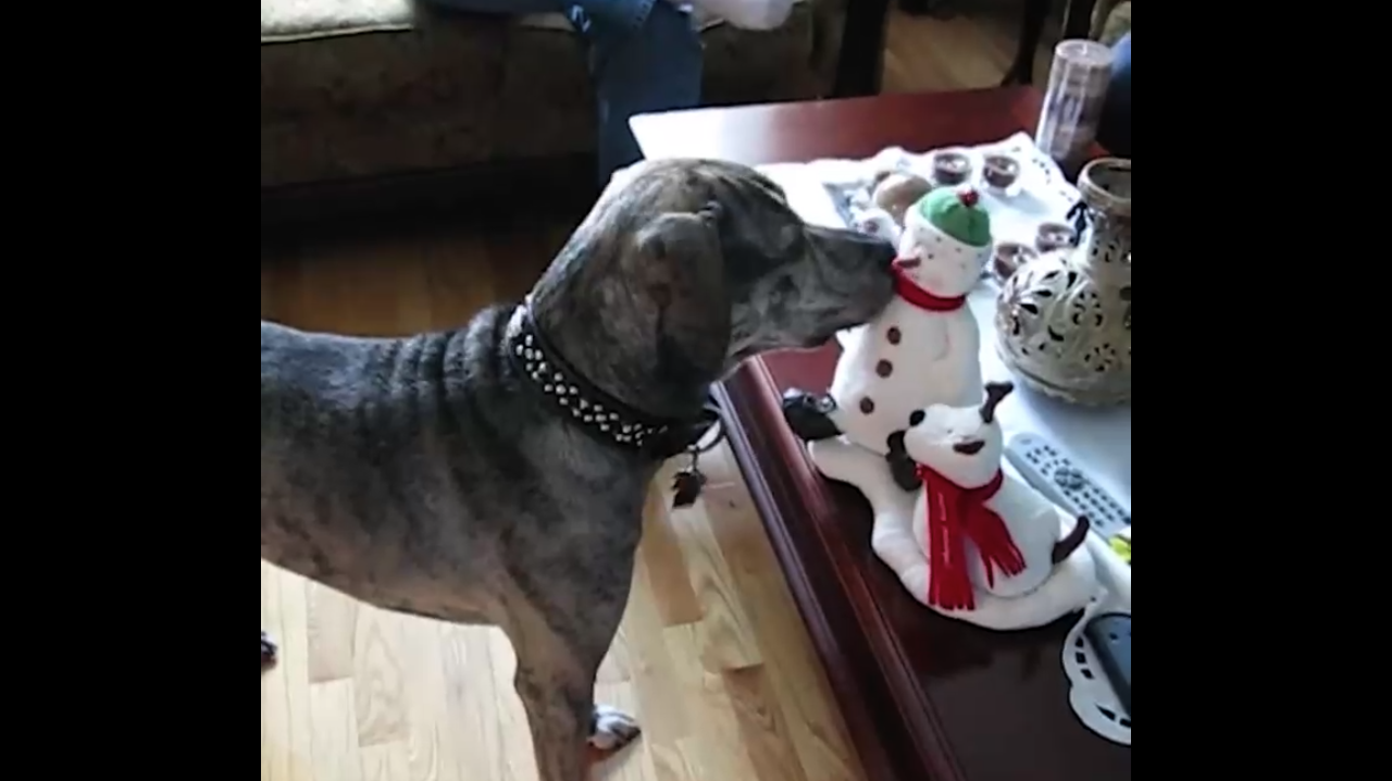 животные открывают рождественские подарки смотреть онлайн