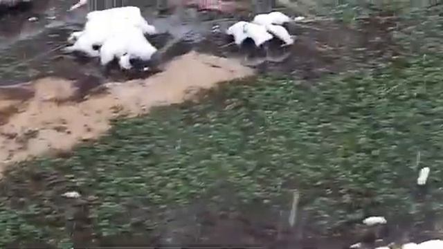 СВЯТОЙ ИСТОЧНИК ТУРОВО ЛЕНИНГРАДСКАЯ ОБЛ, ЛУЖСКИЙ РАЙОН смотреть онлайн