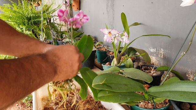 COMPREI UMA PHALAENOPSIS PRECISO REPLANTAR ? смотреть онлайн