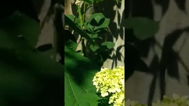 Бежевая роза ( палевая ) смотреть онлайн