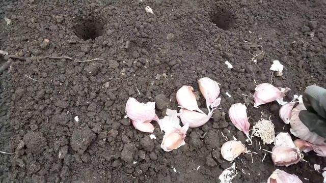 Чеснок сорта Гигант. Посадка и уход. смотреть онлайн