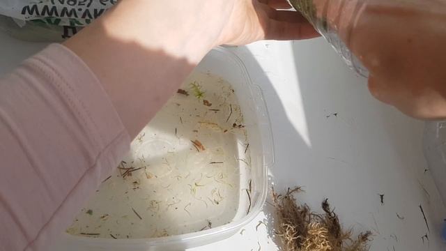 Живой мох сфагнум дома в вазе. Где собрать, как посадить мох и как ухаживать за мхом сфагнумом.