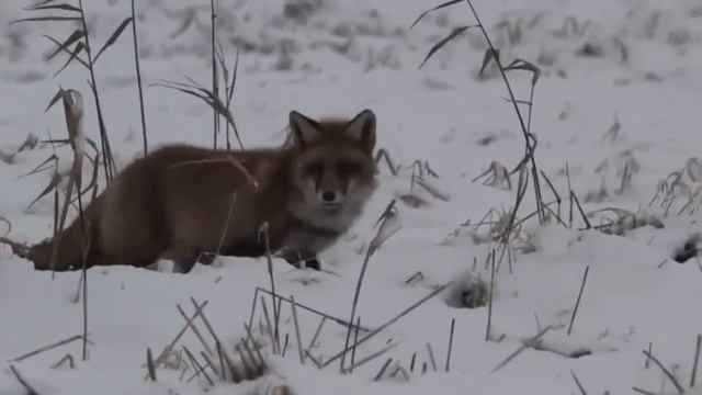как лиса находит пропитание зимой смотреть онлайн