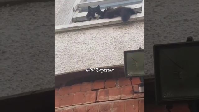 Смешное видео про страшного кота. смотреть онлайн