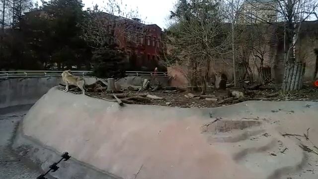 Самые настоящие волки ! Real wolves ! смотреть онлайн