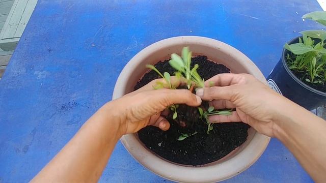 Growing bright sun light (early sunrise) in your garden with actual results смотреть онлайн