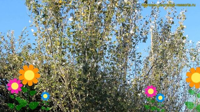Тополь белый Ракет. Краткий обзор, описание характеристик, где купить крупномеры populus alba смотреть онлайн