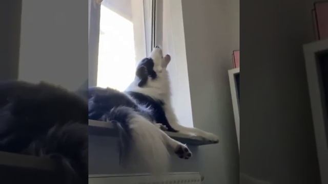 Лучший оперный певец.mp4