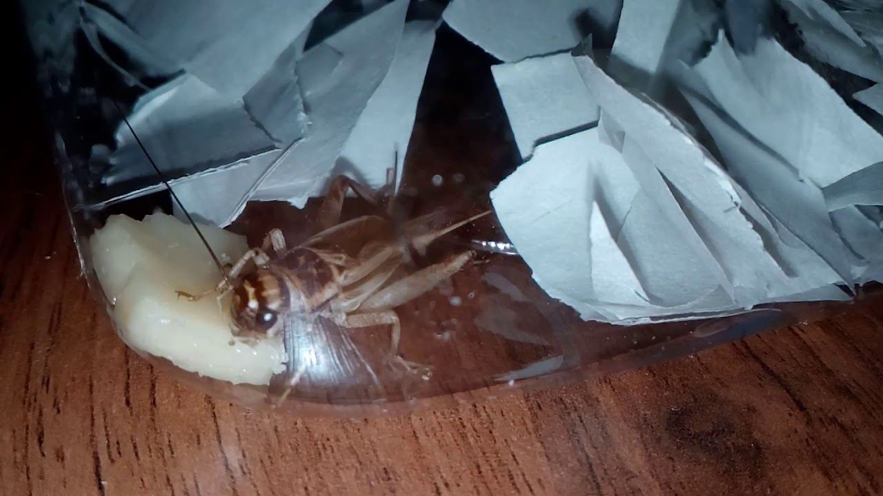 Голодный и жадный сверчок :)) смотреть онлайн