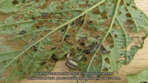 Вредители калины или как распознать, кто грызет ваш куст