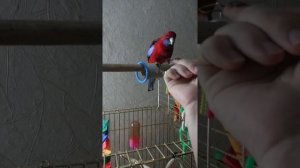 Розелла пенантовая Кеша