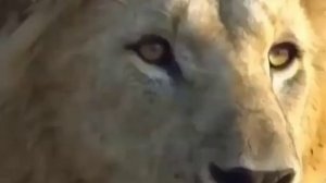 Красивый Нашид - Бизикриллахи / Bizikrillahi - nasheed