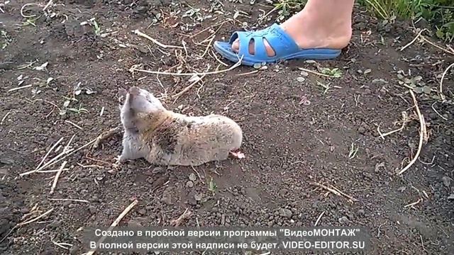 крот смотреть онлайн