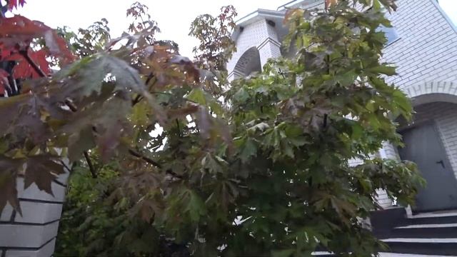 Клен Чарльз Джоли - заменитель японского клена смотреть онлайн