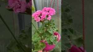 Пеларгония Ю_Марлезон 2(?цветение молодого растения)?