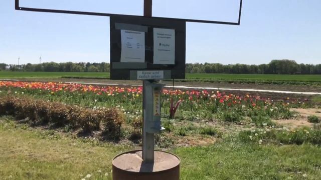 Спаржа. Как её срезают в Германии и как я готовил. От производителя до потребителя. Spargel. Рецепт