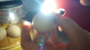 ЯЙЦО ШЕВЕЛИТСЯ! УРА! 16 17 день инкубации МИНИ ИНКУБАТОР Brinsea Mini Advance на 7 яиц Поворот яиц