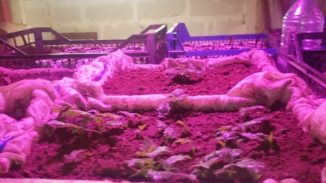 Выкопал малину и ежевику на проращивание. Получил пакеты для рассады. смотреть онлайн