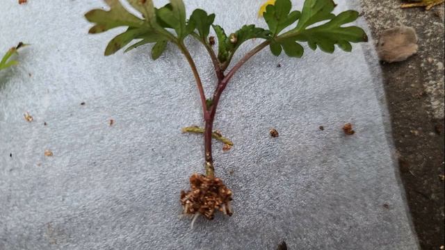 버베나와 비덴스 물꽂이번식 смотреть онлайн