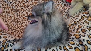 Почему у померанского шпица кашель и что с этим делать?